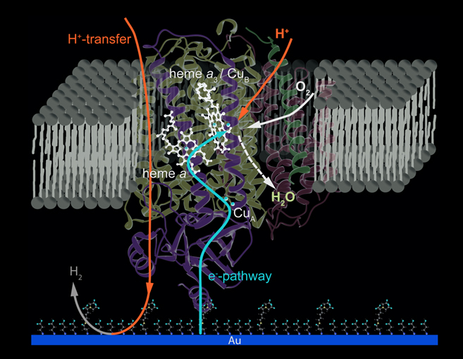 Proteins Incorporated in Biomimetic Membrane Systems 